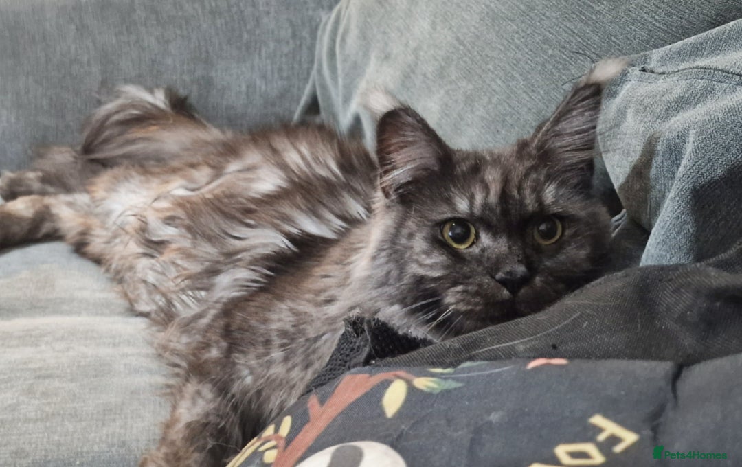 Maine Coon cats for sale: Maine Coon black smoke Queen  - Image 3