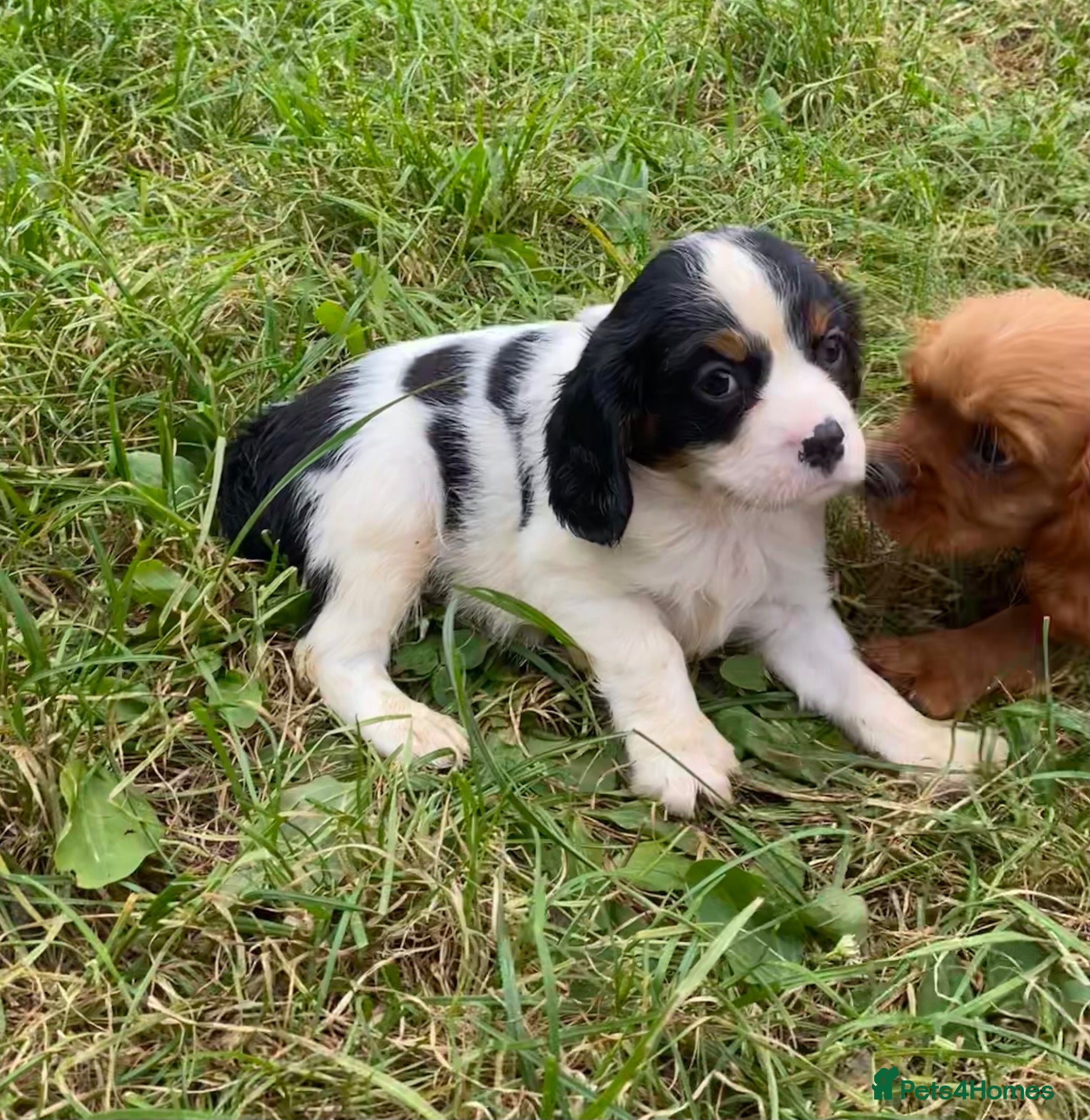 Cavalier King Charles Spaniel dogs Beautiful Cavalier Puppies Looking for Forever - Advert 2