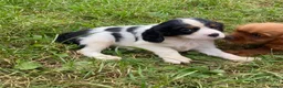 Cavalier King Charles Spaniel dogs for sale: Beautiful Cavalier Puppies Looking for Forever in Ashford - Advert 2