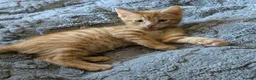 Domestic Shorthair cats for sale: 5 Ginger kittens - Advert 8