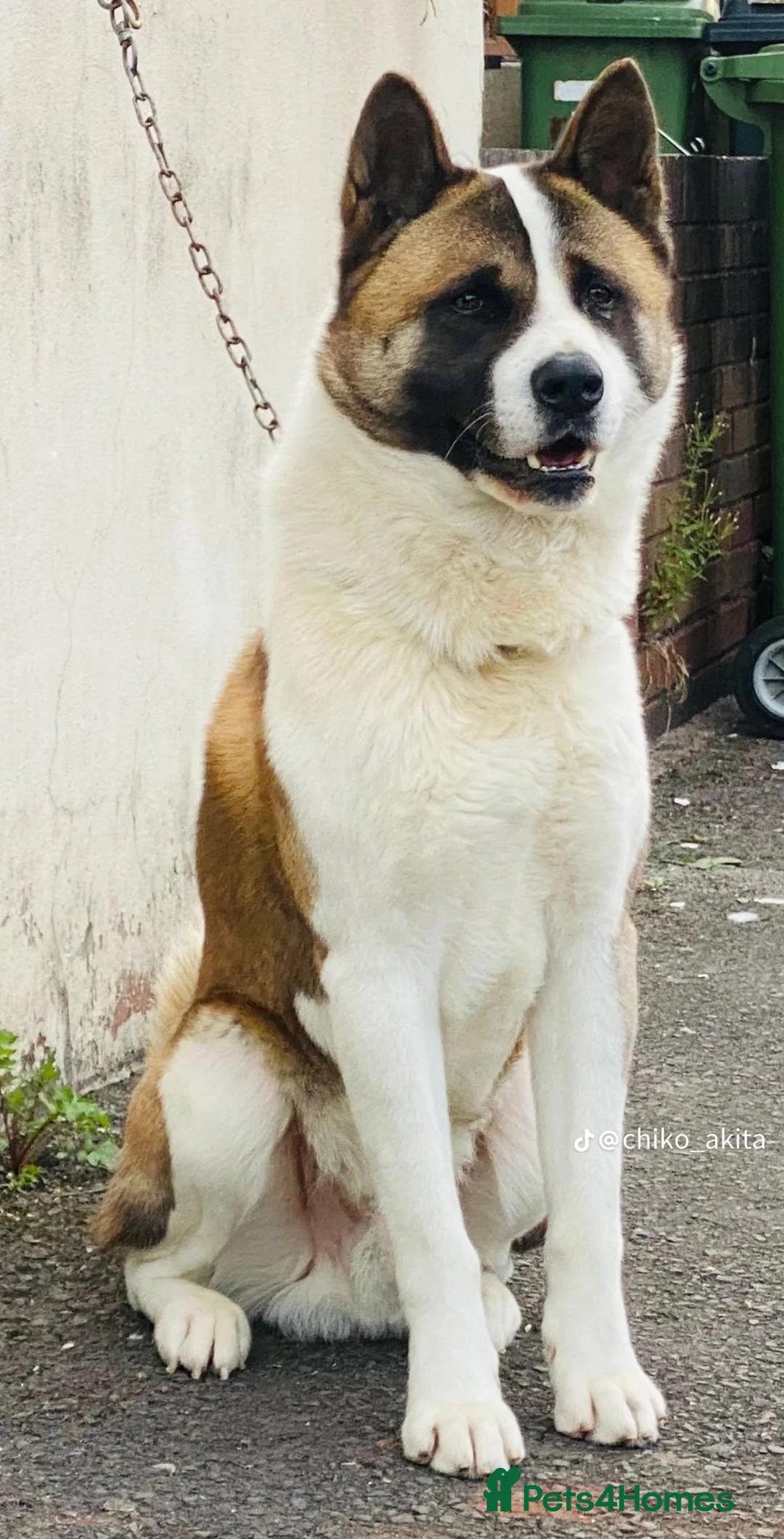 Akita dogs for sale: Akita - Advert 4