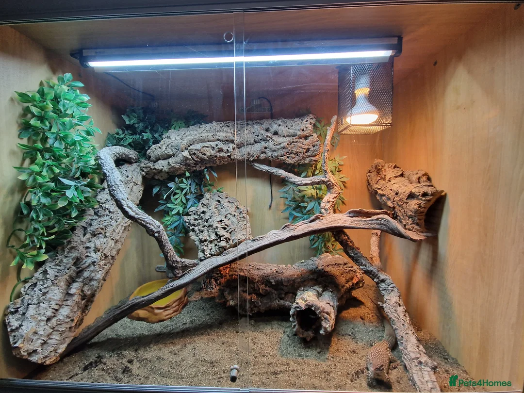 Monitor reptiles for sale: Aki monitor lizard & full set up  in Southampton - Advert 2