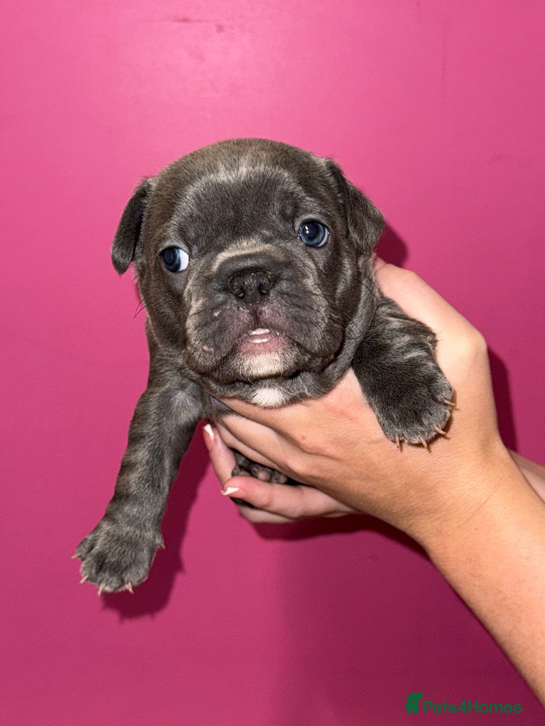 French Bulldog dogs for sale: 5 female French Bulldog –9 weeks old💙 🐾 - Advert 27