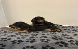Mixed Breed dogs for sale: dixie pop puppies for sale - Image 29
