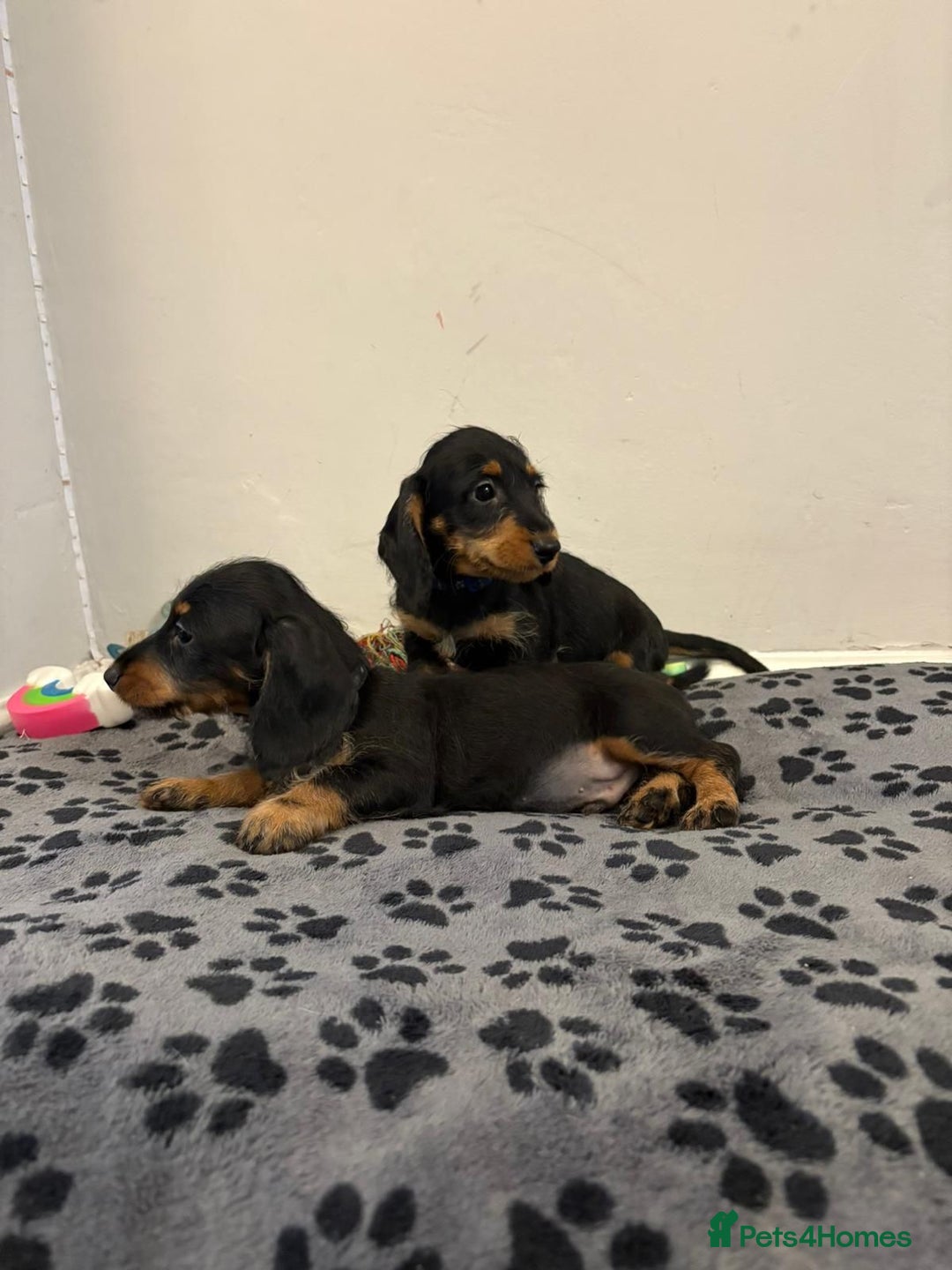 Mixed Breed dogs for sale: dixie pop puppies for sale - Image 29