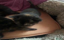 Mixed Breed cats for sale: 5 girls for sale  - Image 2