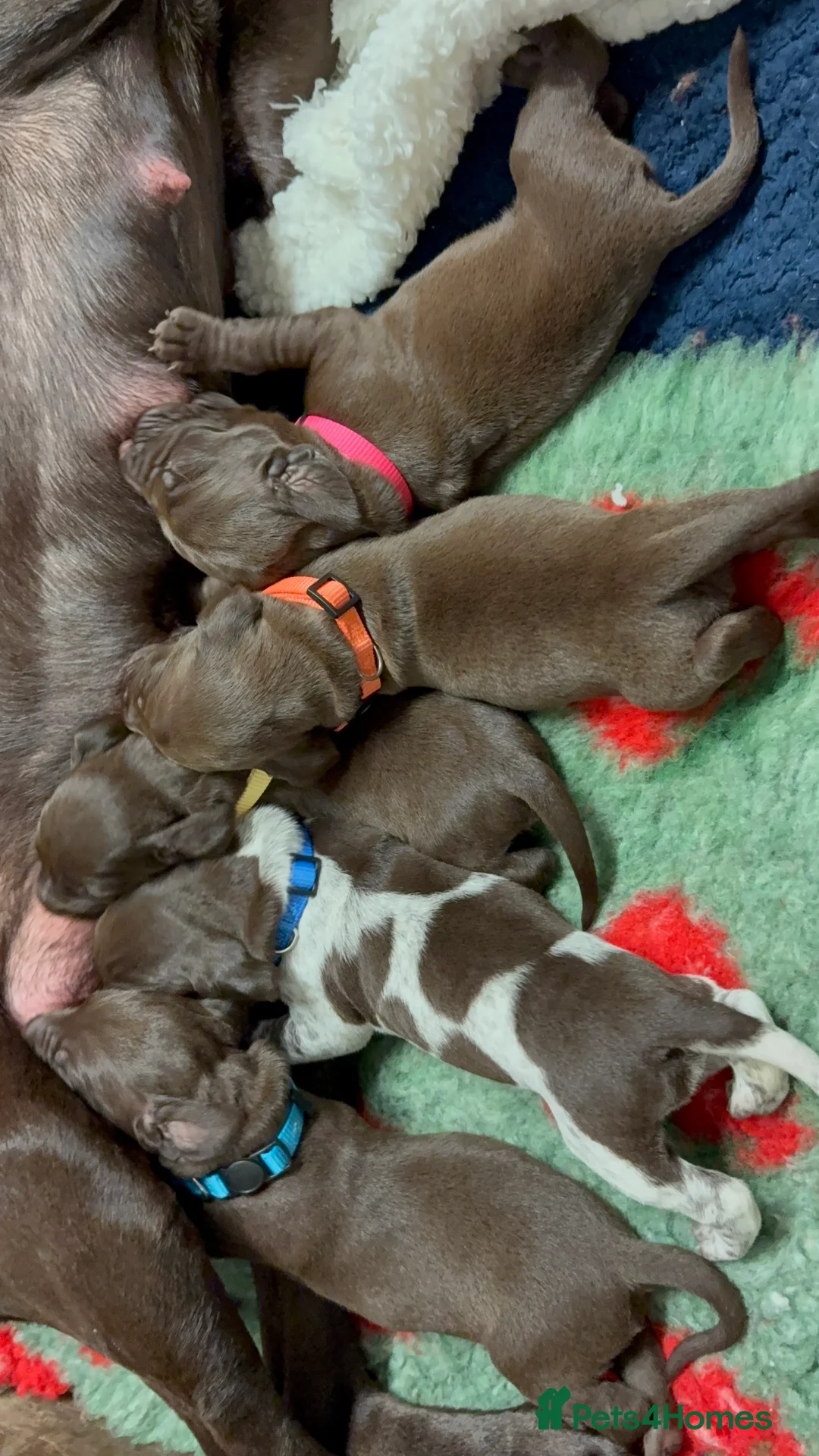 German Shorthaired Pointer dogs for sale: KC registered German Shorthaired Pointers - Advert 2