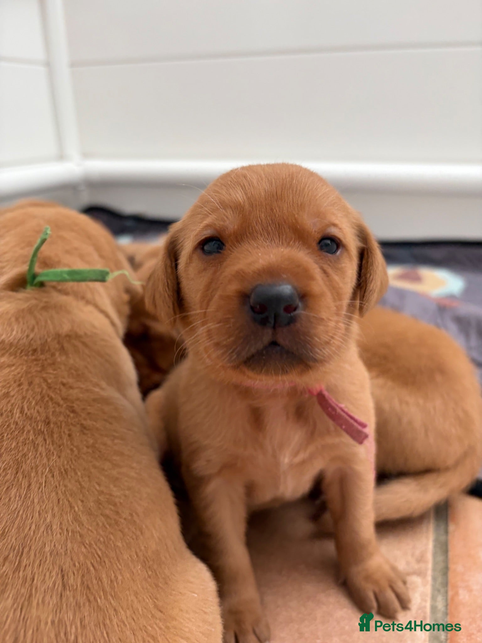 Labrador Retriever dogs Fox red Labrador puppies  - Advert 15