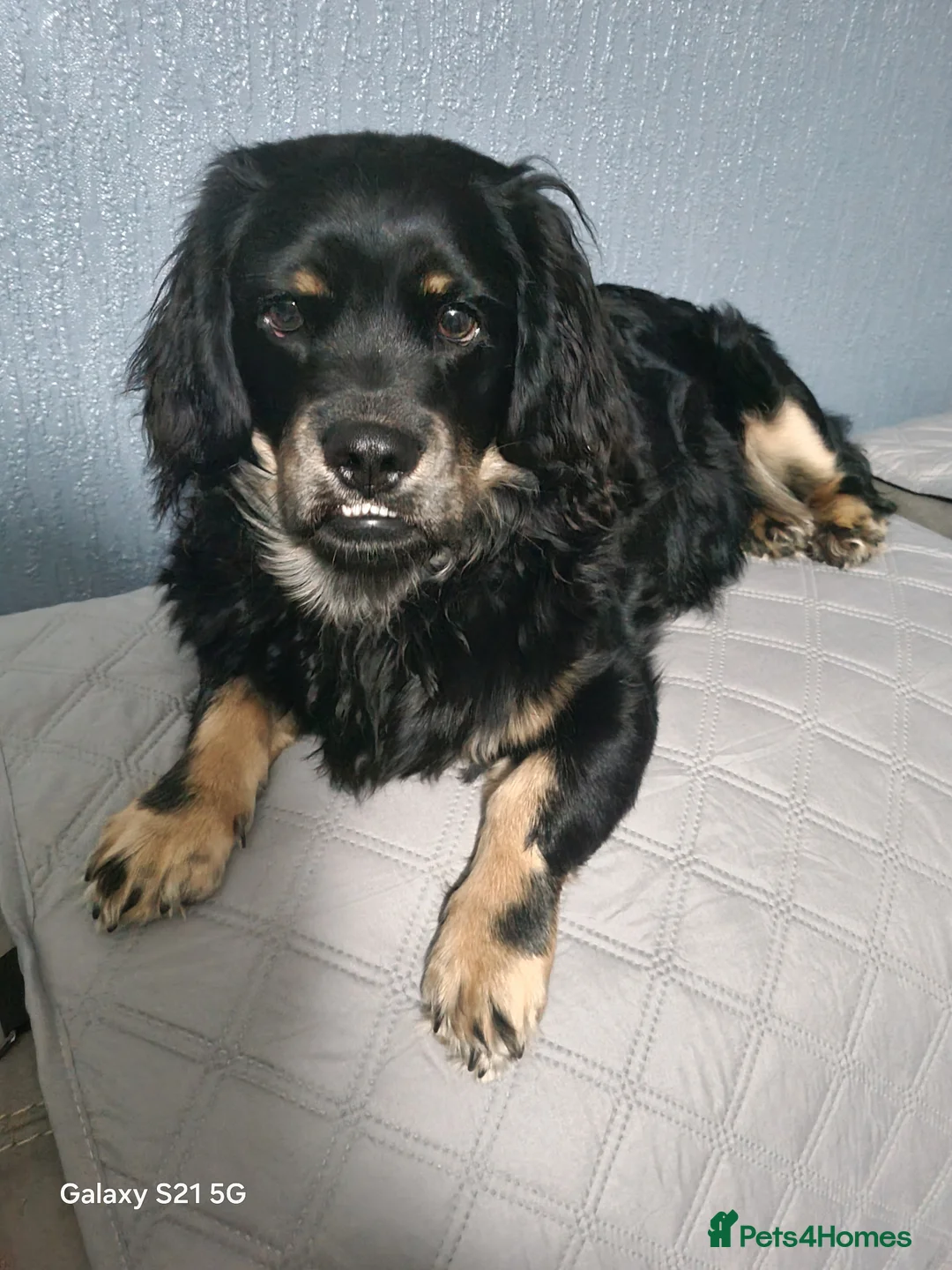 Mixed Breed dogs for sale: Beautiful dog - Advert 1