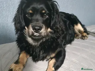 Mixed Breed dogs Beautiful dog - Advert 2