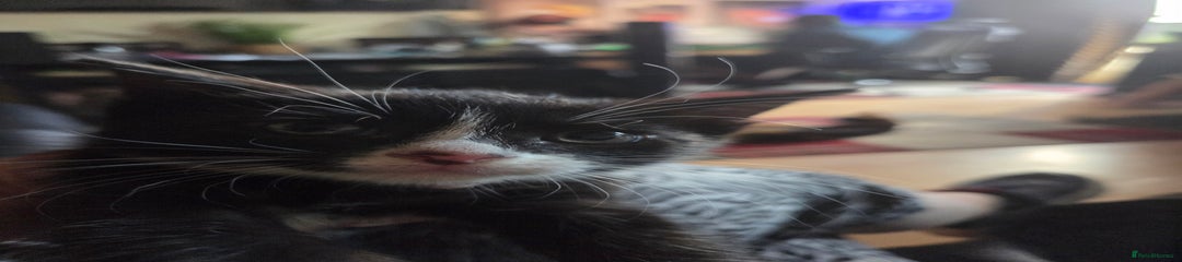Mixed Breed Kitten 4