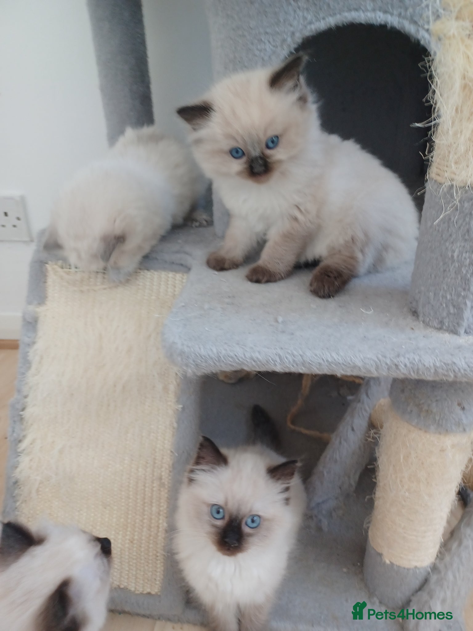 Ragdoll cats Ragdoll kittens - Advert 6