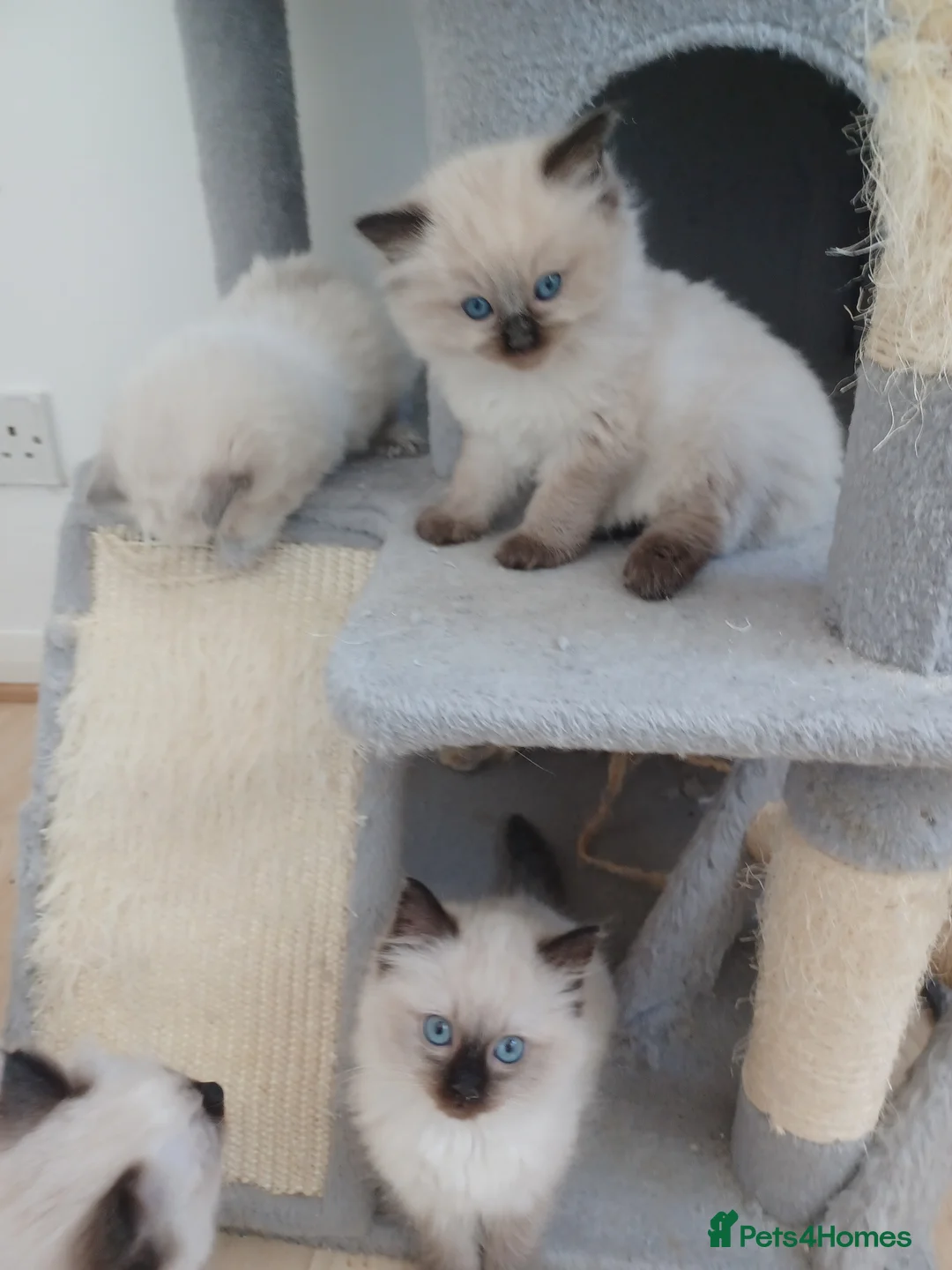 Ragdoll cats for sale: Ragdoll kittens in Flint - Advert 1