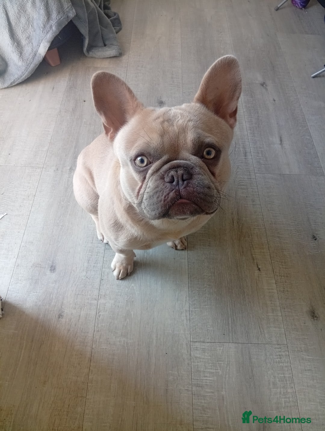 French Bulldog dogs for sale: 10 month old Frenchie, Dobby - Image 3