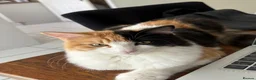 Mixed Breed cats for sale: Half ragdoll cat  - Advert 1