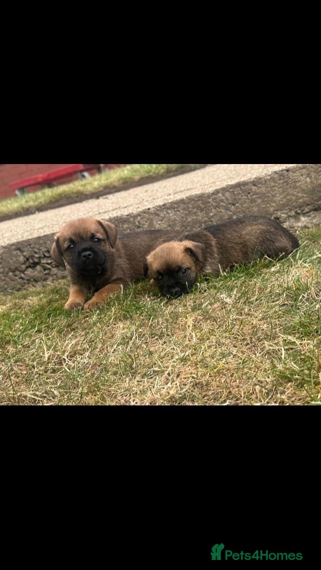 Border Terrier dogs Border terrier puppies  - Advert 1