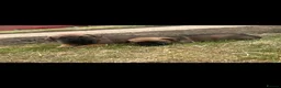 Border Terrier dogs for sale: Border terrier puppies  - Advert 1
