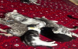 American Shorthair cats for sale: Kittens - Image 17
