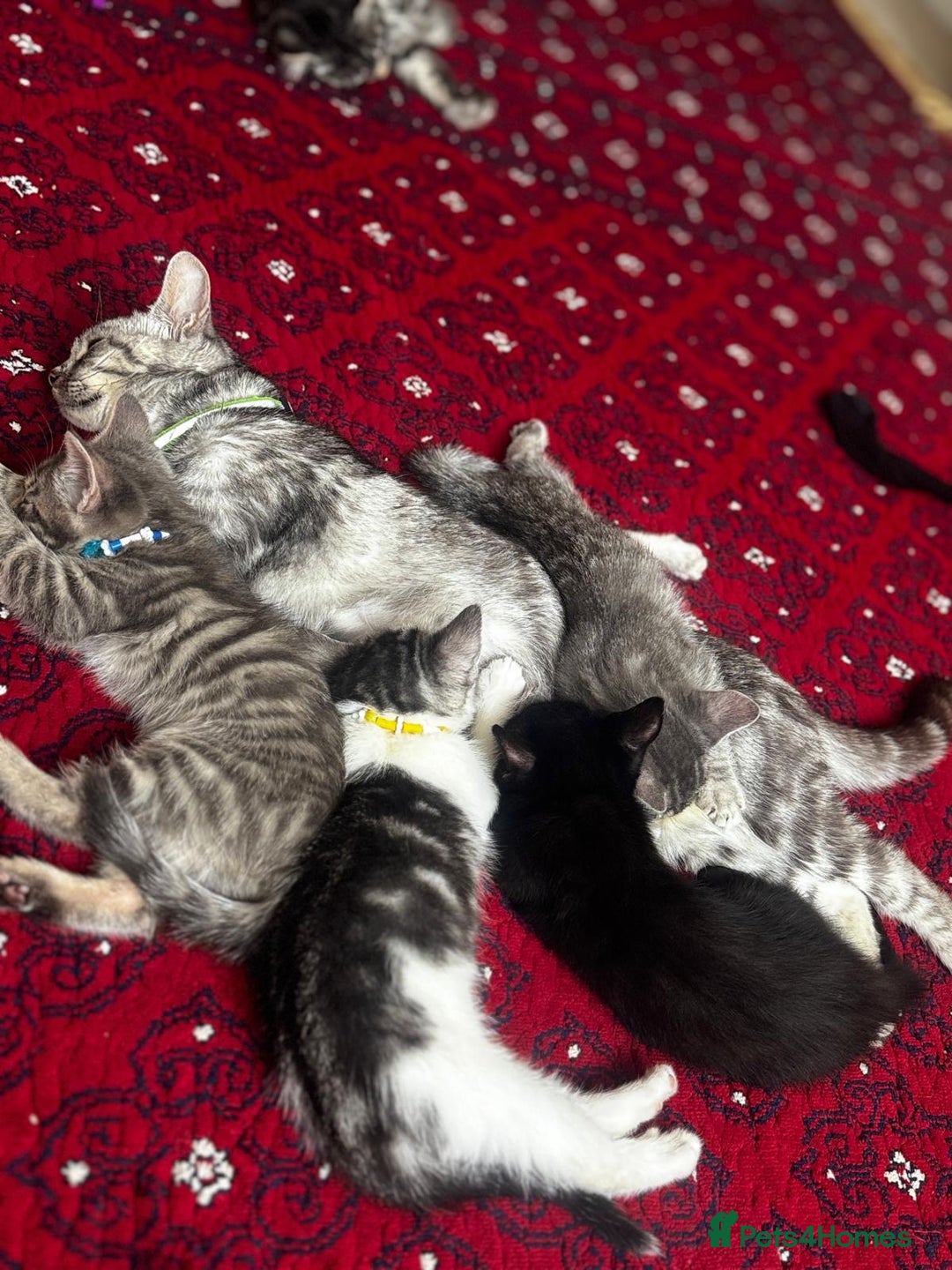 American Shorthair cats for sale: Kittens - Image 17