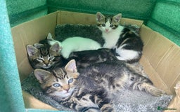 Domestic Shorthair cats for sale: 3 kittens, 1 male and 2 female - Image 2