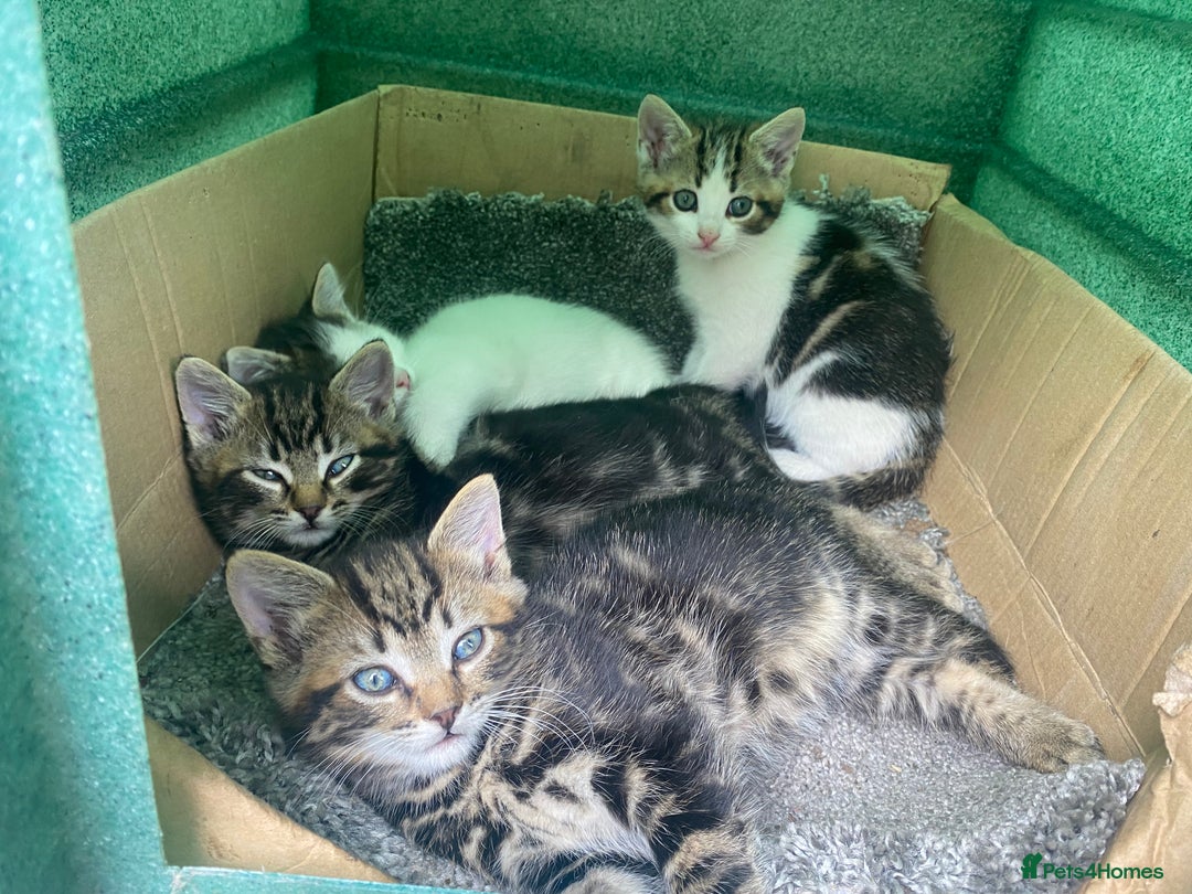 Domestic Shorthair cats for sale: 3 kittens, 1 male and 2 female - Image 2