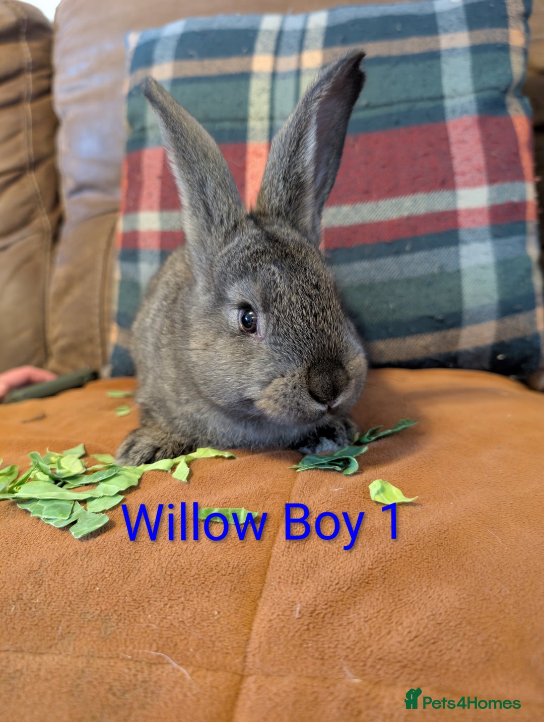 Continental Giant rabbits for sale: Giant bunnies  - Advert 2