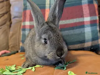 Continental Giant rabbits Giant bunnies - Advert 14