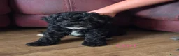 Cockapoo dogs for sale: F1B Miniature Poodle x Cockapoo  - Advert 9