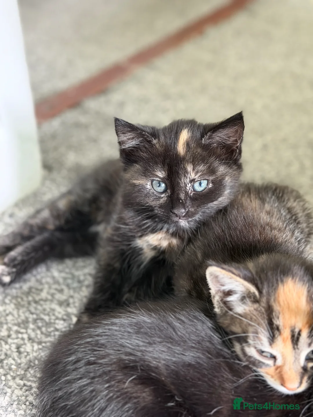 Mixed Breed cats for sale: 1 female kitten left in Yeovil - Advert 2