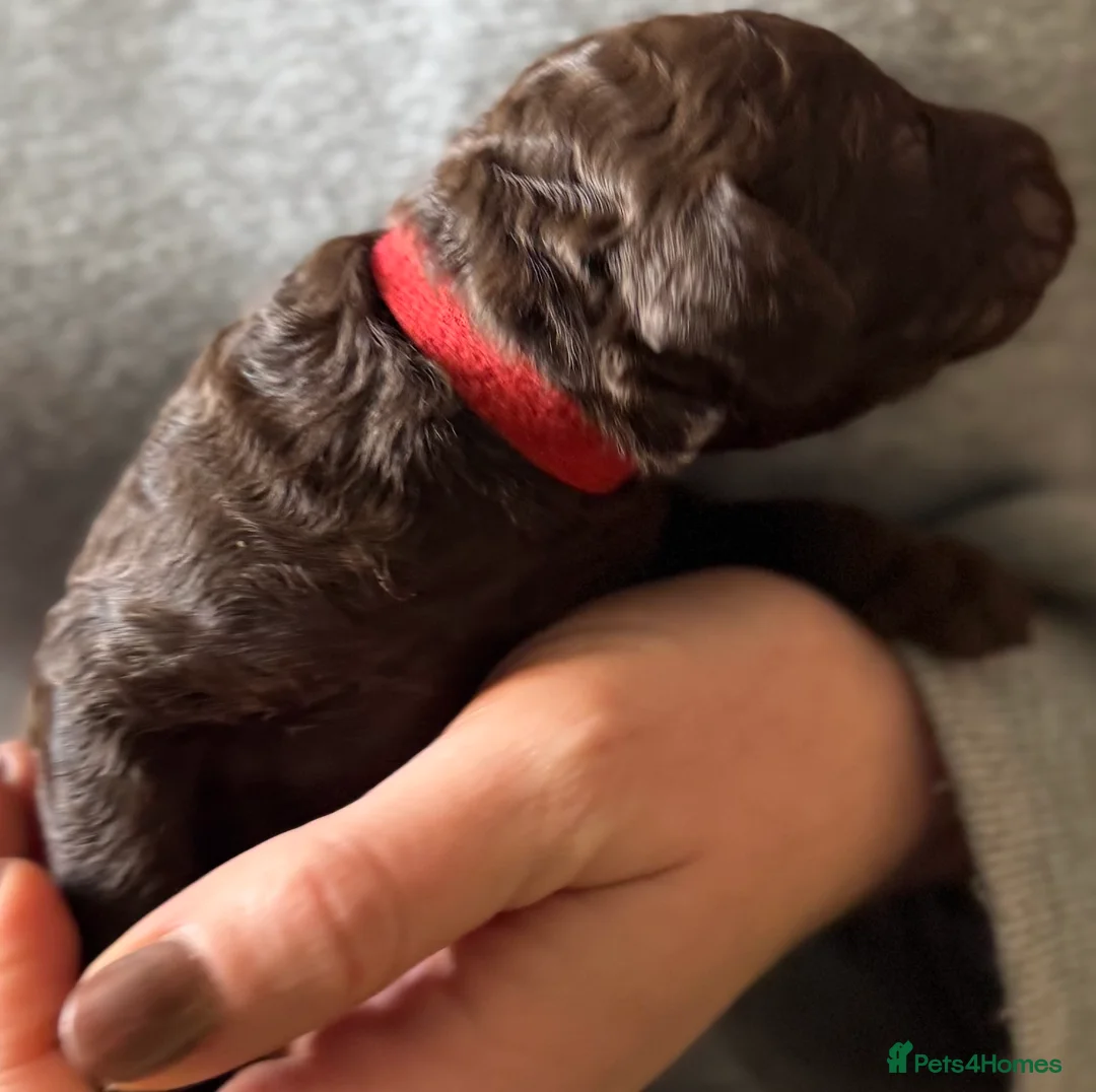 Standard Poodle dogs for sale: Reduced price£1800 Wonderful standard poodle pup’s - Advert 17