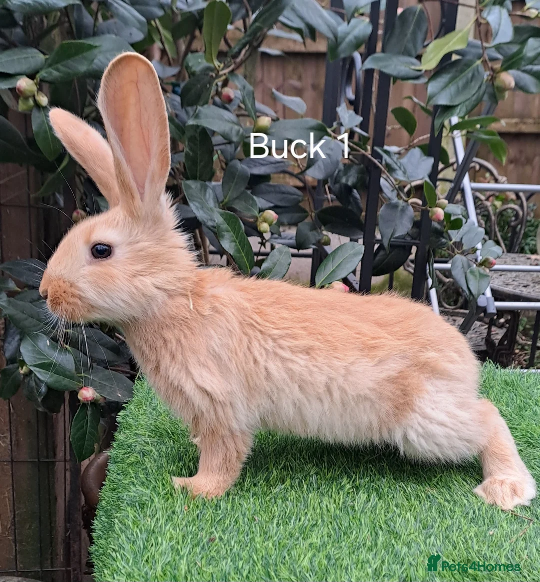 Continental Giant rabbits for sale: Pure Continental Giants  VACCINATED 3 in 1 Reserve - Advert 2