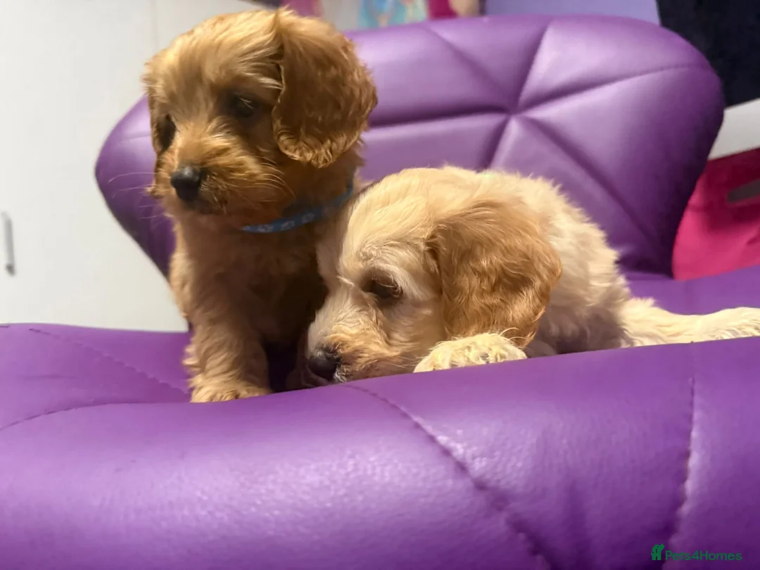 Cockapoo dogs for sale: Beautiful puppies  - Advert 13
