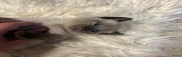 Mixed Breed cats for sale: Beautiful 1/2 Brit Blue 1/2 tabby - Advert 1