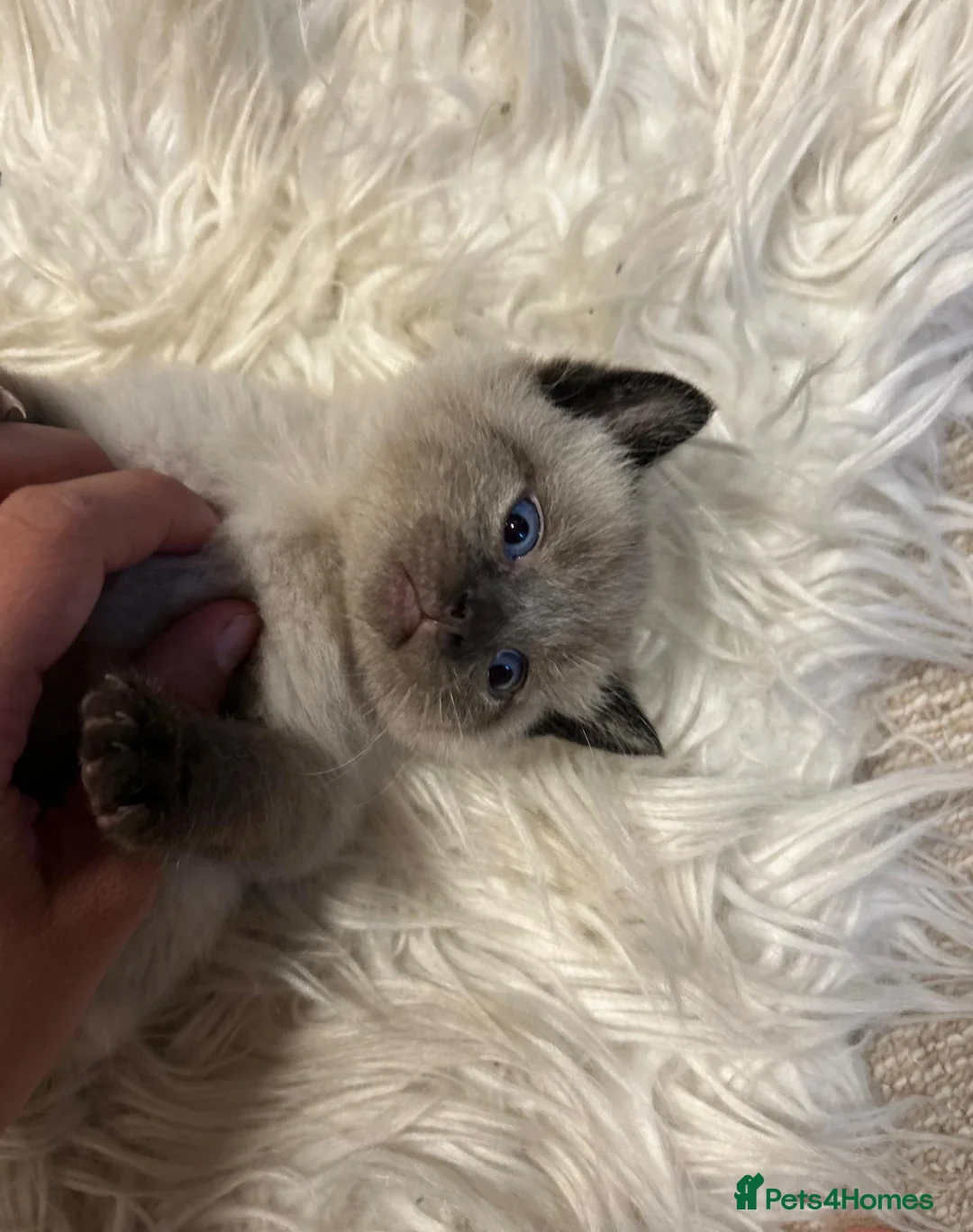 Mixed Breed cats for sale: Beautiful 1/2 Brit Blue 1/2 tabby - Advert 1