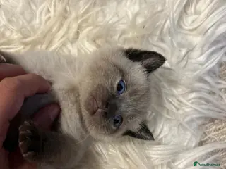 Mixed Breed cats Beautiful 1/2 Brit Blue 1/2 tabby - Advert 3