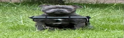 Staffordshire Bull Terrier dogs for sale: Blue brindle staffy rehoming - Advert 2