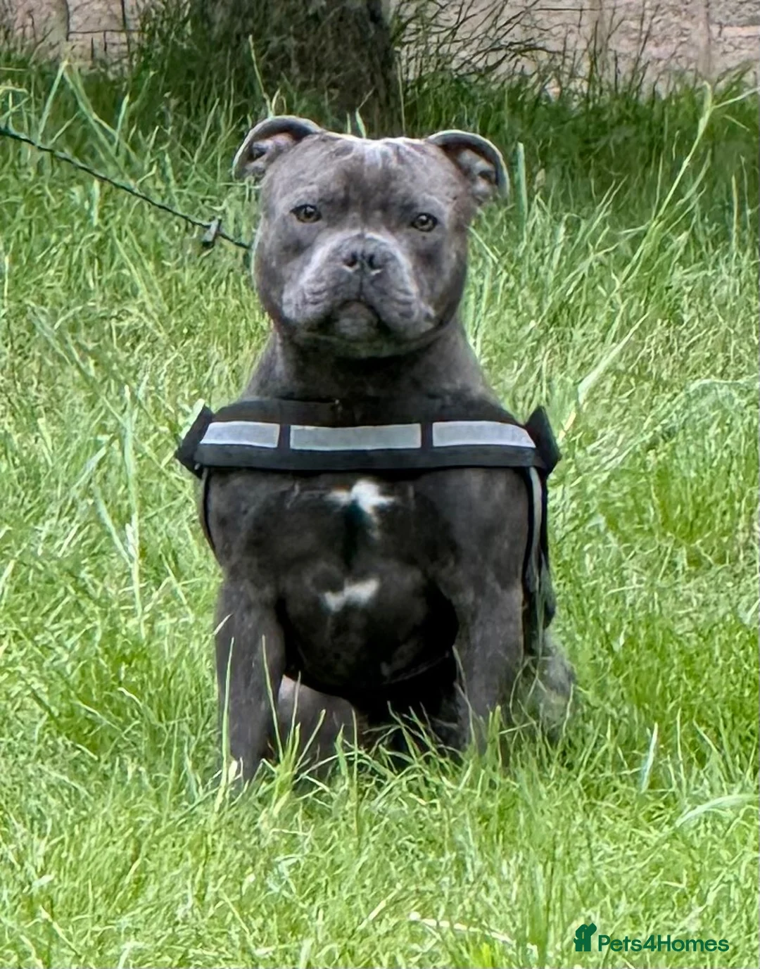 Staffordshire Bull Terrier dogs for sale: Blue brindle staffy rehoming - Advert 2
