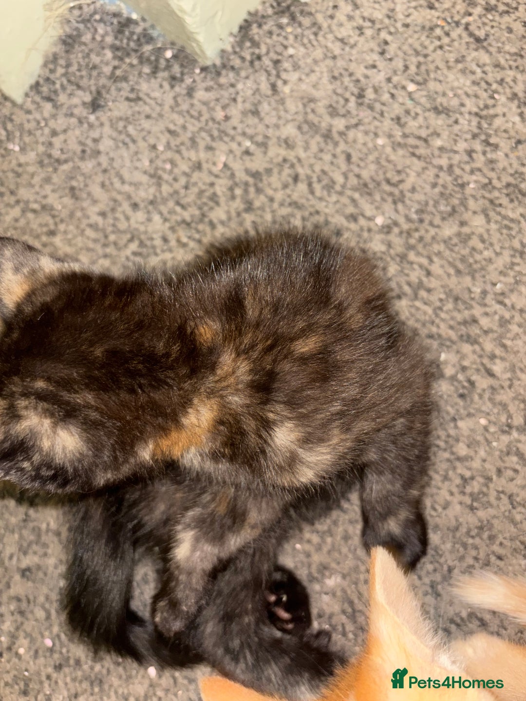 Mixed Breed cats for sale: Four gorgeous kittens ready by  **   - Advert 4