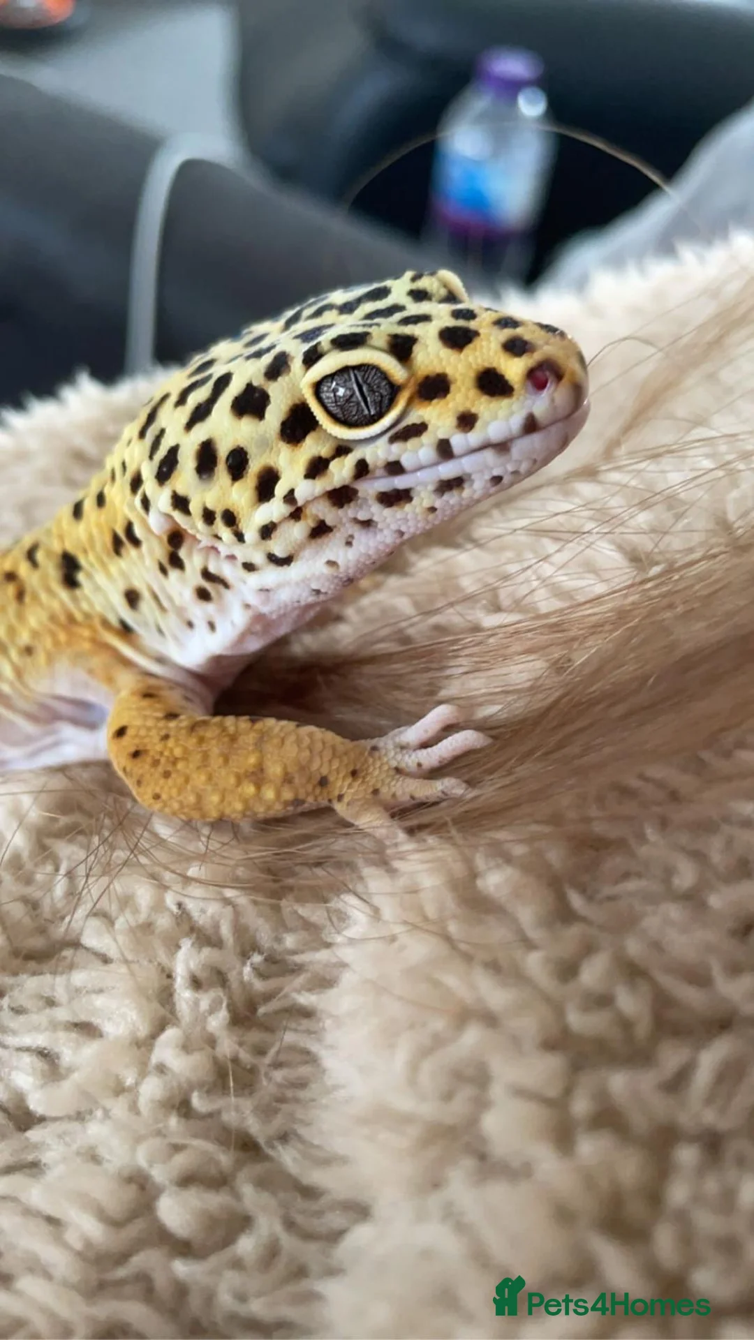 Leopard Gecko reptiles for sale: Leopard Gecko  - Advert 1