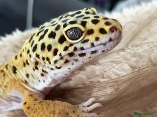 Leopard Gecko reptiles Leopard Gecko - Advert 1