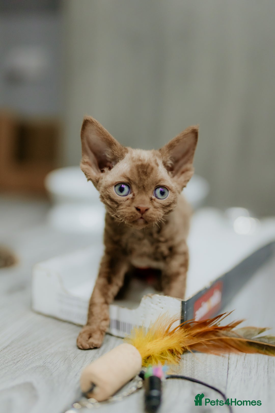 Devon Rex cats for sale: Adorable GCCF Registered DevonRex Kittens FOR SALE - Advert 29