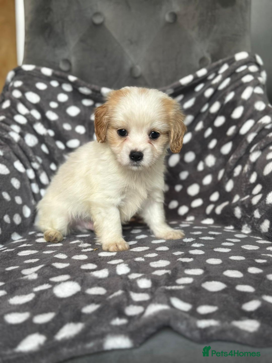 Mixed Breed dogs for sale: Cavatons - Image 6