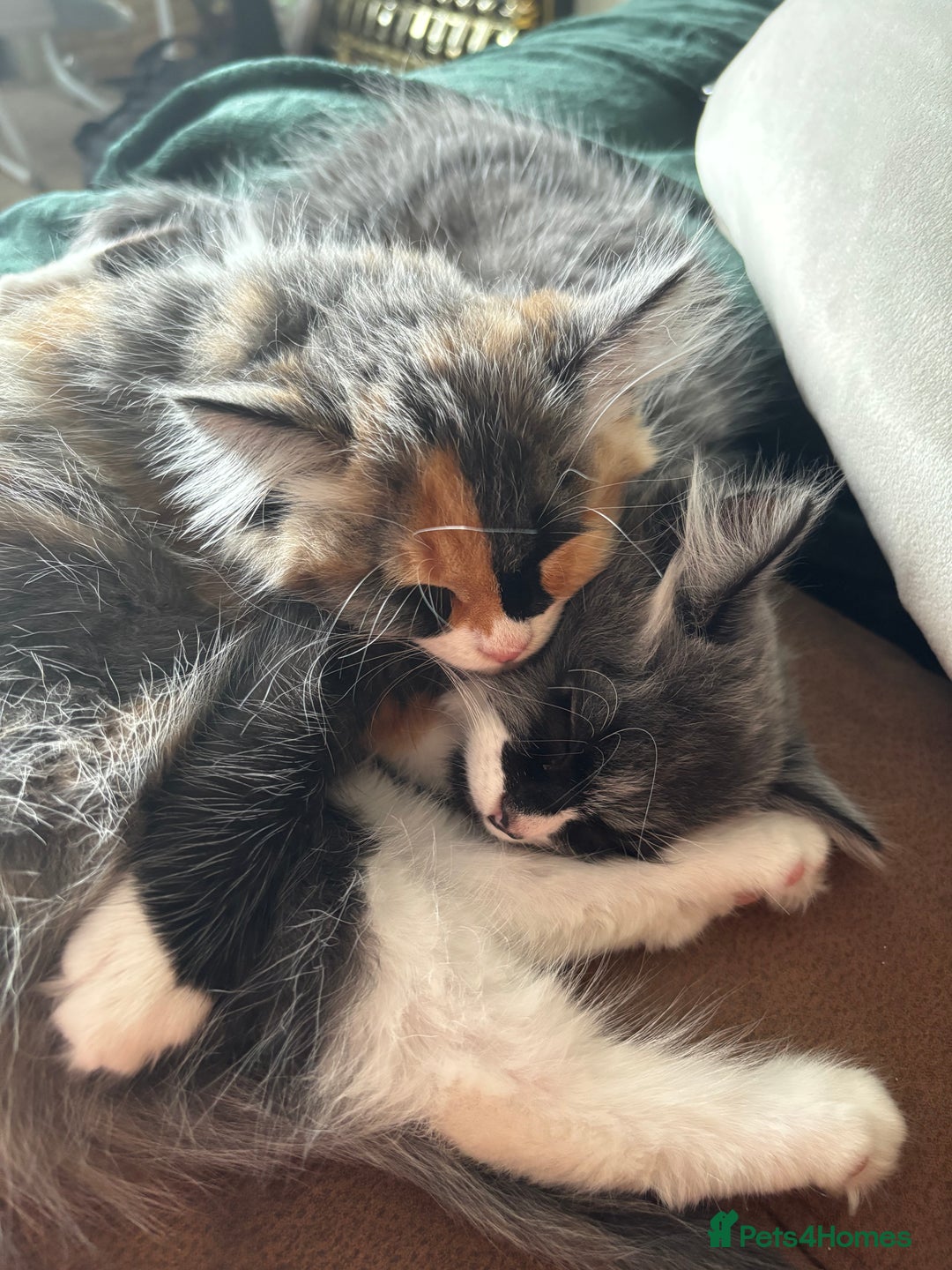 British Longhair cats for sale: 4 month old kittens - Image 3