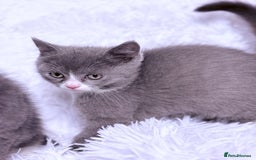 Mixed Breed cats for sale: Ragdoll X  British shorthair  - Image 10