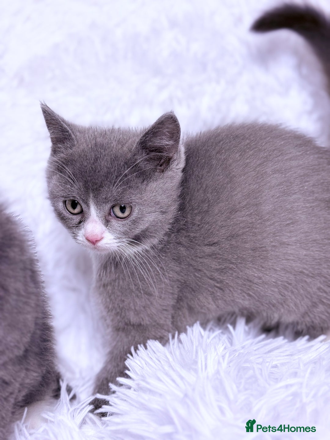 Mixed Breed cats for sale: Ragdoll X  British shorthair  - Image 10