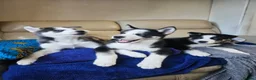 Siberian Husky dogs for sale: 3 husky puppies! in Stevenage - Advert 9