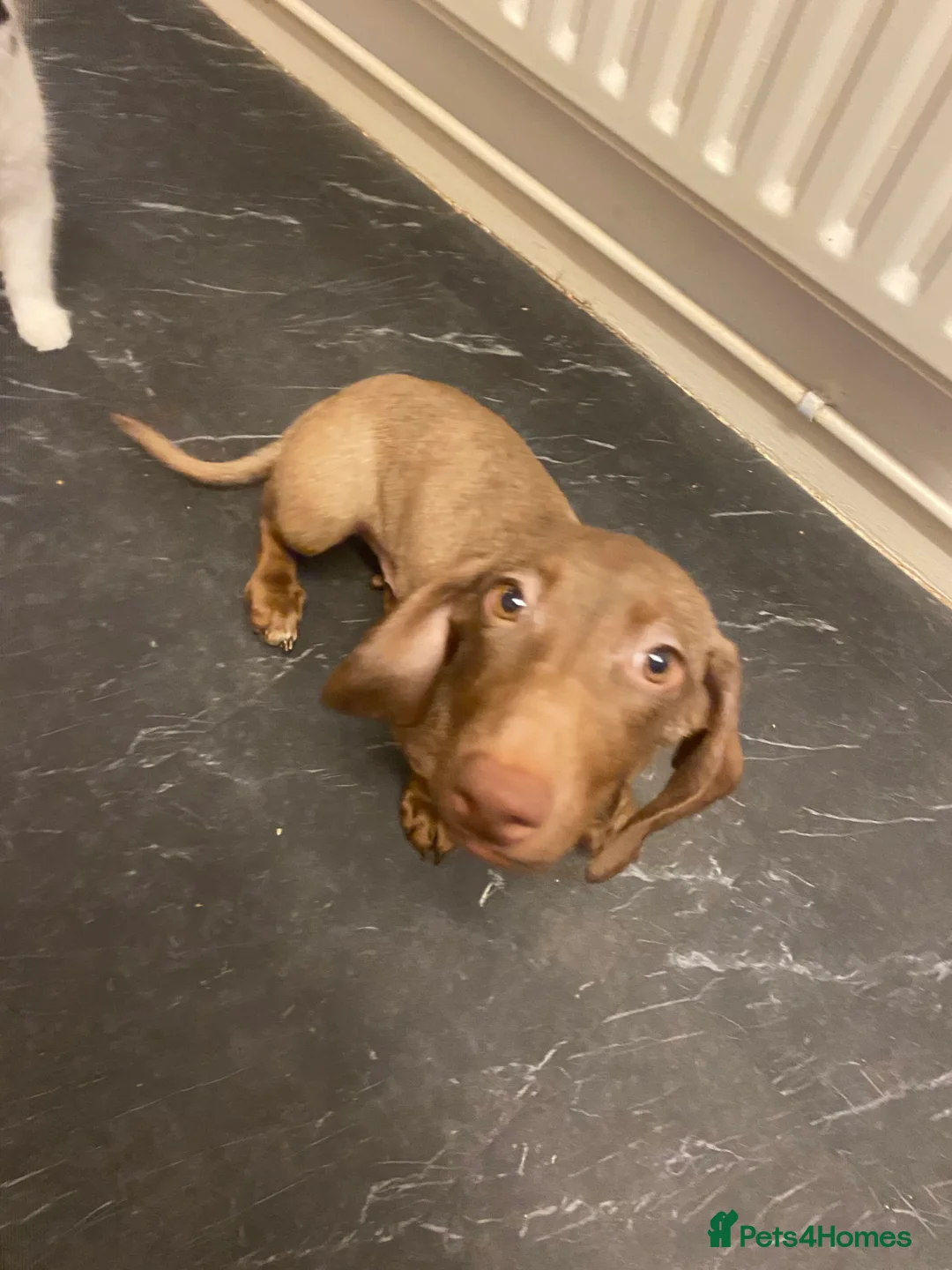 Dachshund dogs for sale: Small standard Dashound  - Advert 3