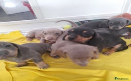 Miniature Dachshund dogs for sale: 4 x miniature dachshund pups left - Image 9