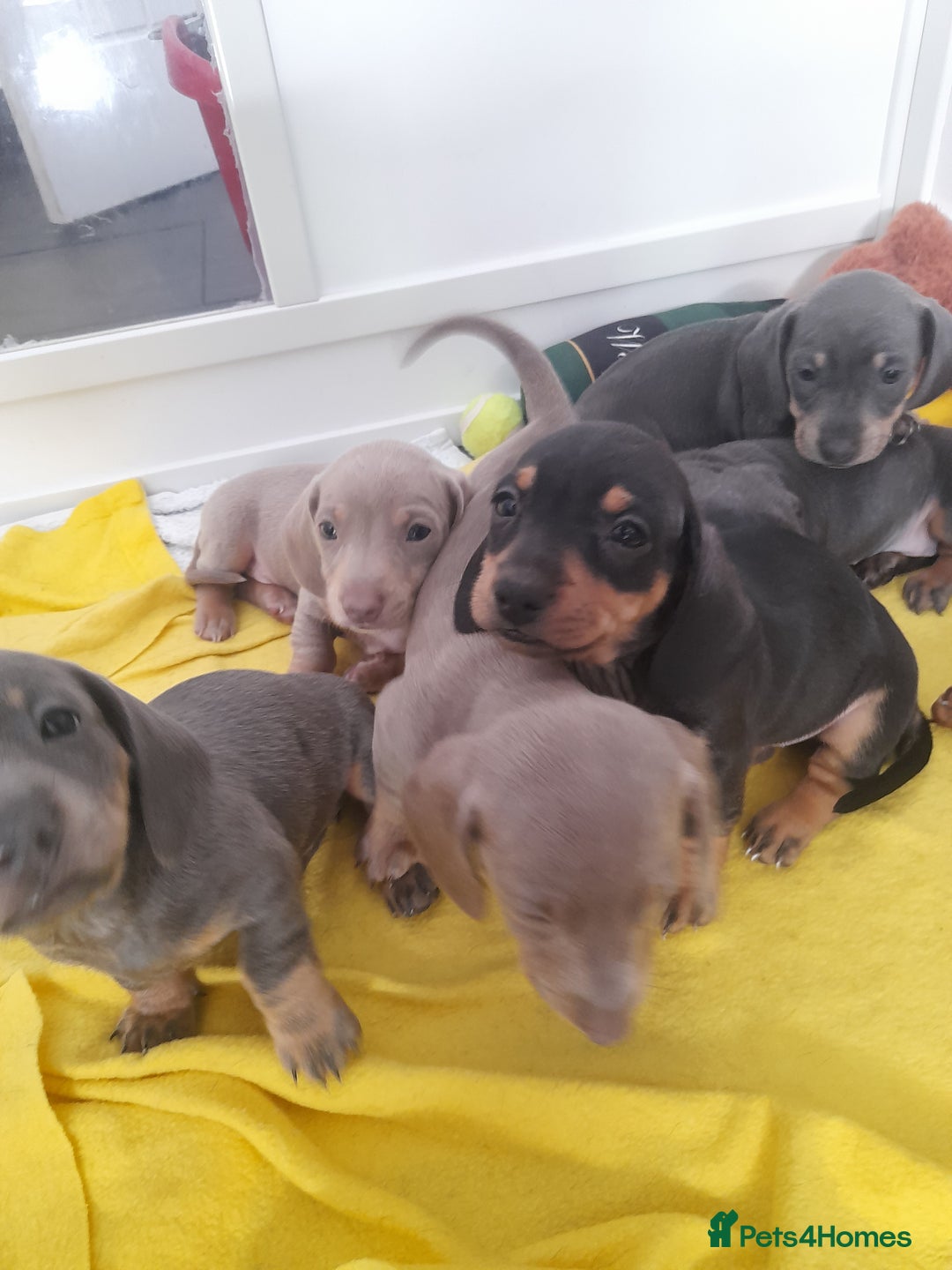 Miniature Dachshund dogs for sale: 4 x miniature dachshund pups left - Image 9