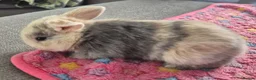 Mini Lop rabbits for sale: 3 x Mini Lop Baby Bunnies in Sheffield - Advert 1